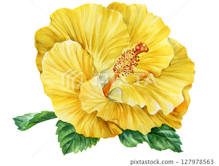 Yellow hibiscus flower watercolor clipart tropical bloom green leaves for summer wedding invitations for invitations fabric prints Yellow hibiscus flower watercolor clipart tropical bloom green leaves for summer wedding invitations for invitations fabric prints 127978563