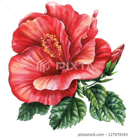 Red hibiscus flower watercolor clipart tropical bloom with green leaves for summer wedding invitations fabric prints crafts 127978565