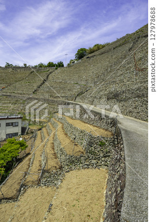 愛媛縣宇和島市宇和島湯見浦梯田 愛媛縣宇和島市宇和島湯見浦梯田 127978688