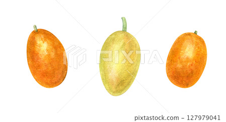 Hand painted fresh kumquats and yellow passionfruit set watercolor illustration isolated background. Tropical clip art for healthy food design, juice packaging and summer recipe books. Hand painted fresh kumquats and yellow passionfruit set watercolor illustration isolated background. Tropical clip art for healthy food design, juice packaging and summer recipe books. 127979041