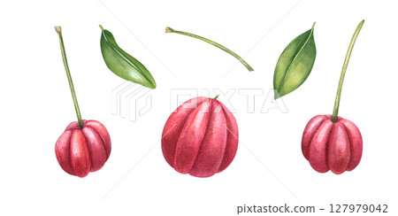 Fresh acerola berries with leaves and stems watercolor illustration set isolated background. Exotic tropical fruits clip art for superfood branding, health supplement packaging, recipe book 127979042