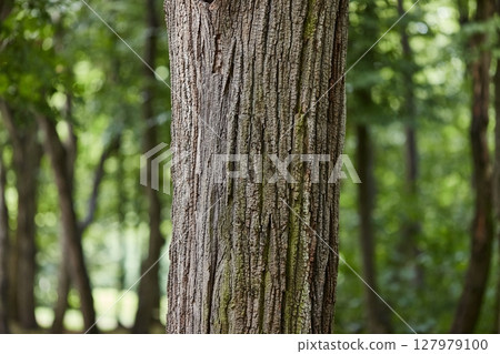 Tree trunk in a forest Tree trunk in a forest 127979100