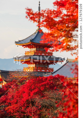 Kiyomizudera temple pagoda with red maple leaf in autumn, Kyoto 127979109