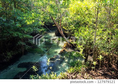 Mangrove forest and green pond of Tha Pom Khlong Song Nam, Krabi Mangrove forest and green pond of Tha Pom Khlong Song Nam, Krabi 127979121