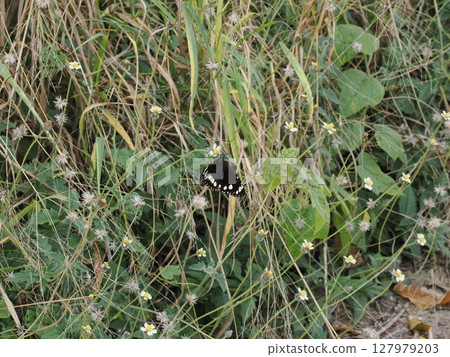 Kusama's Black Dance - Butterflies and Flowers of Home Hill 127979203