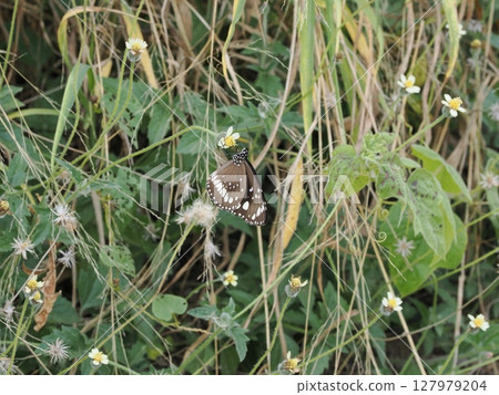 Black Wings on White Flowers - In the Fields of Home Hill 127979204