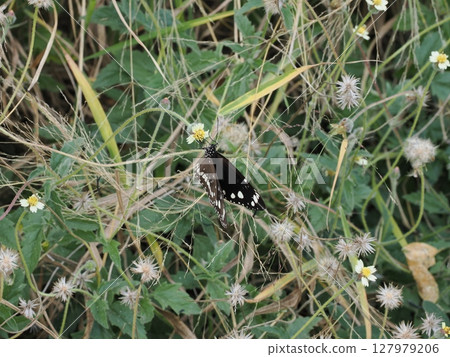 Silence of Wings, Slumber of Kusama - Home Hill Memories of the Fields 127979206