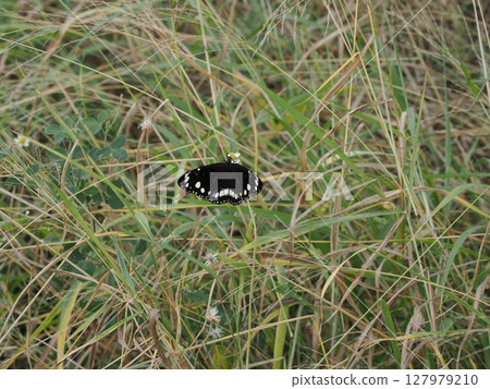 Black Wings Lighting in the Grass - Home Hill, the Intersection of Butterflies and the Earth Black Wings Lighting in the Grass - Home Hill, the Intersection of Butterflies and the Earth 127979210