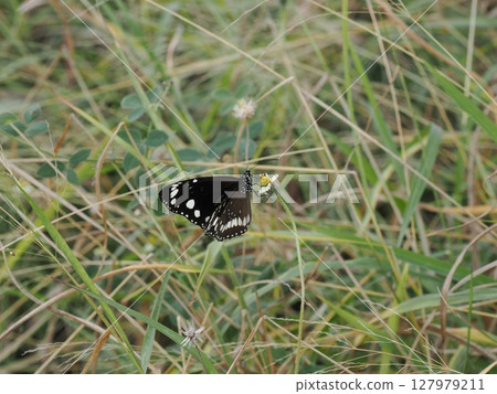 Black Wings Lighting in the Grass - Home Hill, the Intersection of Butterflies and the Earth Black Wings Lighting in the Grass - Home Hill, the Intersection of Butterflies and the Earth 127979211