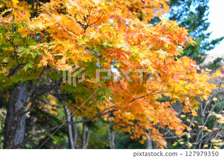 Momiji who changed leaves Momiji who changed leaves 127979350