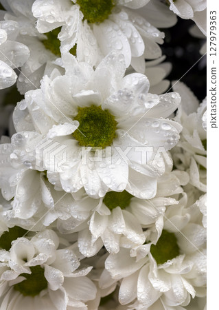 flowers with petals covered with drops of water, wet white chamomile flowers in a large gift bouquet, closeup 127979363