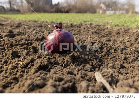 Red onions in the field in the spring, preparing the field for planting beautiful red onions Red onions in the field in the spring, preparing the field for planting beautiful red onions 127979373