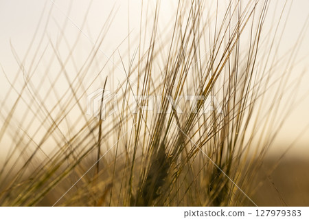 yellow rye in the field in the summer during sunset, production of agricultural rye plants in eastern Europe during sunset yellow rye in the field in the summer during sunset, production of agricultural rye plants in eastern Europe during sunset 127979383
