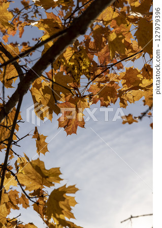 Maple foliage in the autumn season against the blue sky in sunny weather, maple foliage during the fall of leaves in Indian summer 127979396