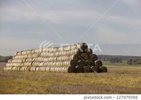 a lot of cylindrical stacks of straw for storage, stacked one on one stack of wheat straw after grain harvest 127979398