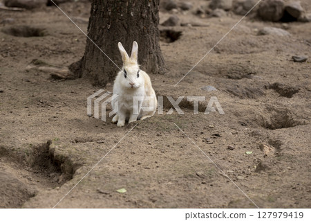 an adult black and white rabbit in a yard with lots of holes and holes, one large rabbit on the ground in a yard without grass 127979419