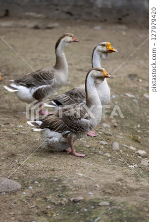 three geese on the ground near the shore, three adult swans with grey and white feathers on the shore of a small lake 127979420