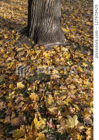 maple foliage on the ground in the autumn season, the dry foliage of a maple tree lies on the ground in the green grass after leaf fall in sunny weather maple foliage on the ground in the autumn season, the dry foliage of a maple tree lies on the ground in the green grass after leaf fall in sunny weather 127979429