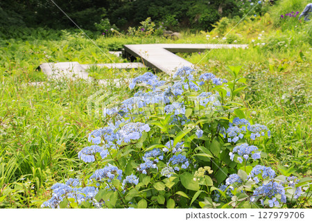 六甲高山植物園 六甲高山植物園 127979706