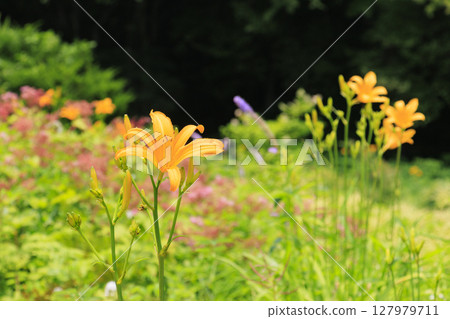 六甲高山植物園 127979711