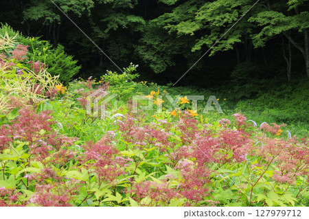 Rokko alpine botanical garden 127979712