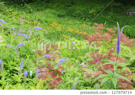 六甲高山植物園 六甲高山植物園 127979714