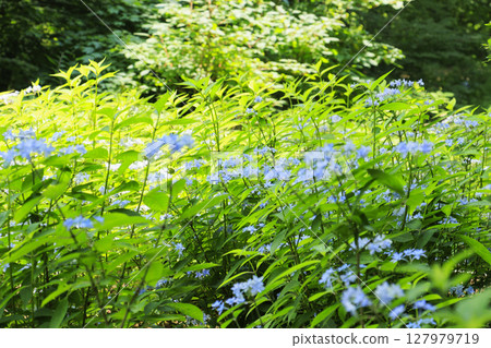 Rokko alpine botanical garden 127979719