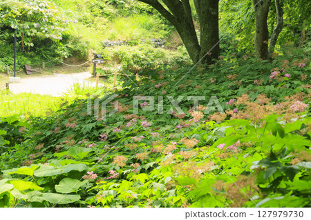 Rokko alpine botanical garden Rokko alpine botanical garden 127979730