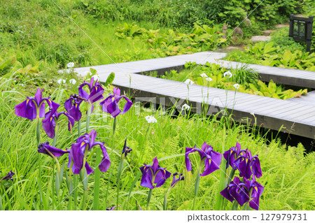 Rokko alpine botanical garden Rokko alpine botanical garden 127979731