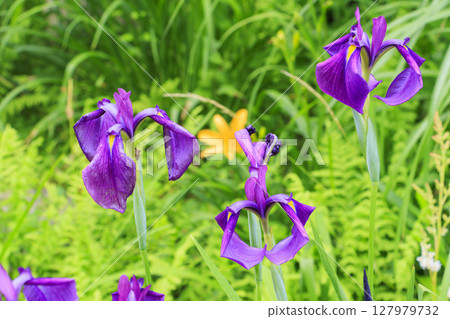 Rokko alpine botanical garden 127979732