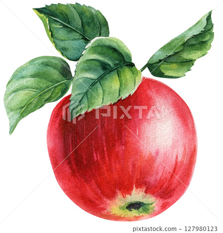 Red apple with green leaves watercolor illustration fruit clipart for kitchen wall art harvest invitations food design print decor 127980123