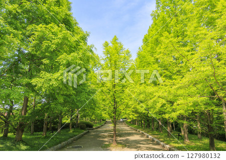 Kobe Municipal Botanical Gardens with fresh greenery and hydrangeas in full bloom 127980132