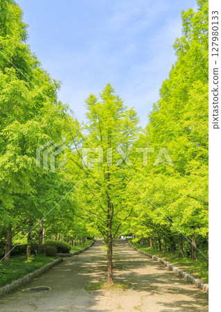 Kobe Municipal Botanical Gardens with fresh greenery and hydrangeas in full bloom Kobe Municipal Botanical Gardens with fresh greenery and hydrangeas in full bloom 127980133