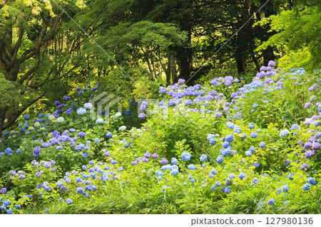 Kobe Municipal Botanical Gardens with fresh greenery and hydrangeas in full bloom 127980136