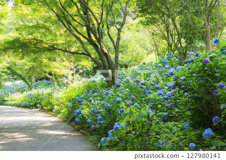 Kobe Municipal Botanical Gardens with fresh greenery and hydrangeas in full bloom Kobe Municipal Botanical Gardens with fresh greenery and hydrangeas in full bloom 127980141