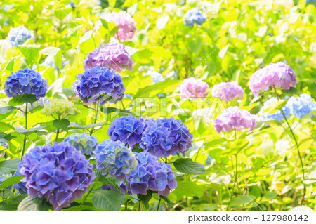 Kobe Municipal Botanical Gardens with fresh greenery and hydrangeas in full bloom Kobe Municipal Botanical Gardens with fresh greenery and hydrangeas in full bloom 127980142