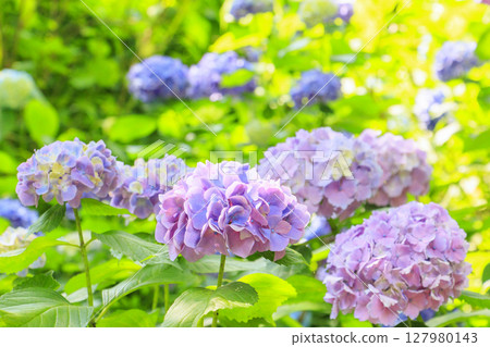 Kobe Municipal Botanical Gardens with fresh greenery and hydrangeas in full bloom 127980143