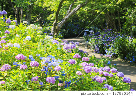 Kobe Municipal Botanical Gardens with fresh greenery and hydrangeas in full bloom 127980144