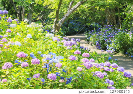 Kobe Municipal Botanical Gardens with fresh greenery and hydrangeas in full bloom Kobe Municipal Botanical Gardens with fresh greenery and hydrangeas in full bloom 127980145
