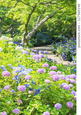 Kobe Municipal Botanical Gardens with fresh greenery and hydrangeas in full bloom 127980146
