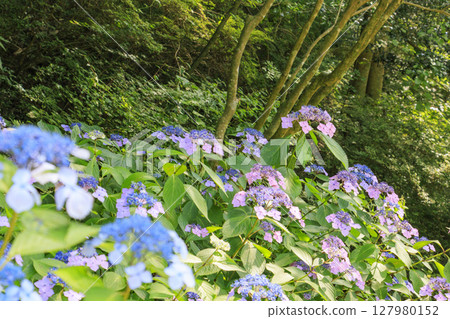 Kobe Municipal Botanical Gardens with fresh greenery and hydrangeas in full bloom Kobe Municipal Botanical Gardens with fresh greenery and hydrangeas in full bloom 127980152