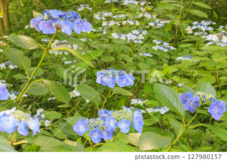 Kobe Municipal Botanical Gardens with fresh greenery and hydrangeas in full bloom 127980157