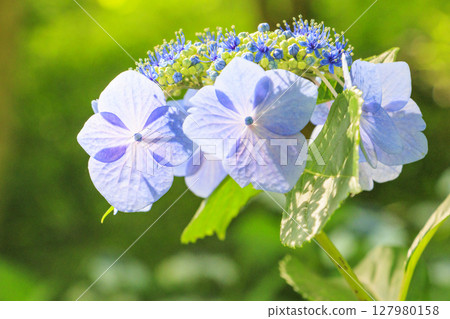 Kobe Municipal Botanical Gardens with fresh greenery and hydrangeas in full bloom 127980158