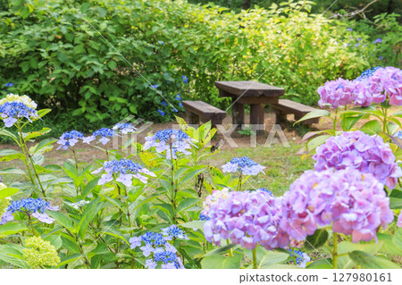 神戶市立植物園，綠意盎然，繡球花盛開 127980161