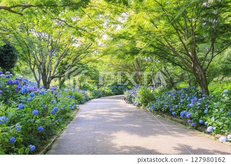 神戶市立植物園，綠意盎然，繡球花盛開 127980162