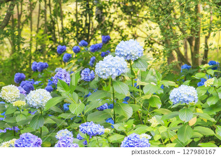 神戶市立植物園,綠意盎然,繡球花盛開 神戶市立植物園,綠意盎然,繡球花盛開 127980167
