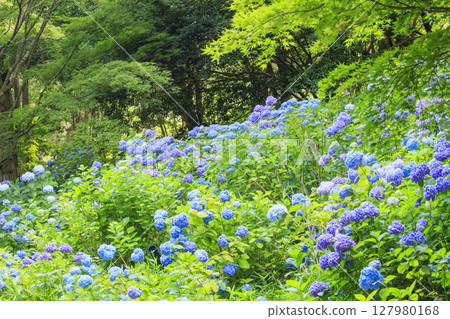 Kobe Municipal Botanical Gardens with fresh greenery and hydrangeas in full bloom 127980168
