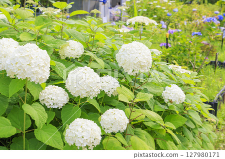 神戶市立植物園,綠意盎然,繡球花盛開 神戶市立植物園,綠意盎然,繡球花盛開 127980171