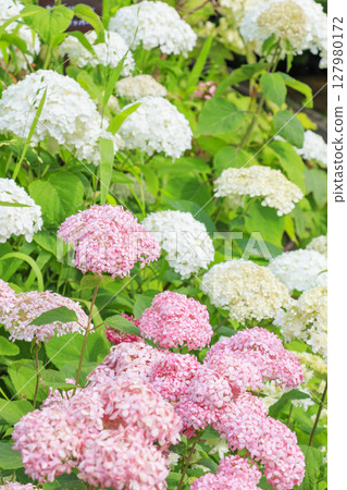 Kobe Municipal Botanical Gardens with fresh greenery and hydrangeas in full bloom Kobe Municipal Botanical Gardens with fresh greenery and hydrangeas in full bloom 127980172