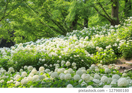 Kobe Municipal Botanical Gardens with fresh greenery and hydrangeas in full bloom 127980180